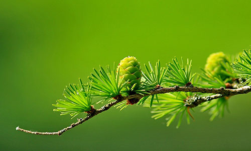 电商直播的崛起与关键要素 电商直播的崛起与关键要素